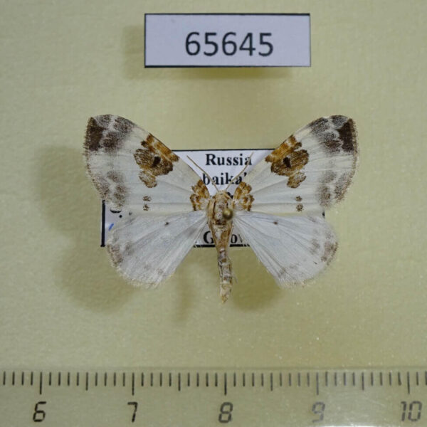 Geometridae Plemyria rubiginata Transbaikal reg.