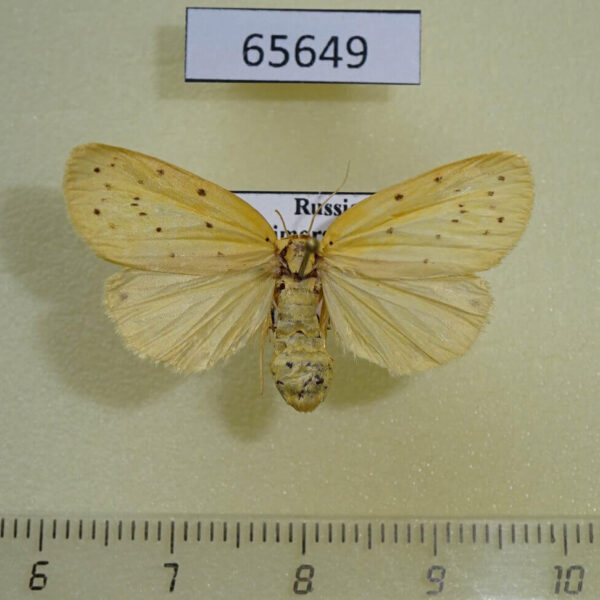 Arctiidae Stigmatophora leacrita f Primorye