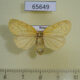 65649p Arctiidae Stigmatophora leacrita f Primorye $6