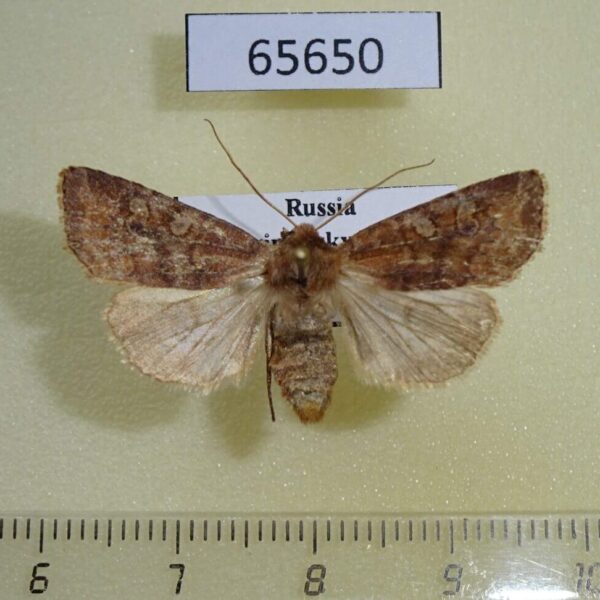 Noctuidae Cerastis leucographa f Primorye