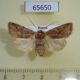65650p Noctuidae Cerastis leucographa f Primorye $6