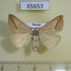 65653p Noctuidae Melapia electaria f Primorye $7