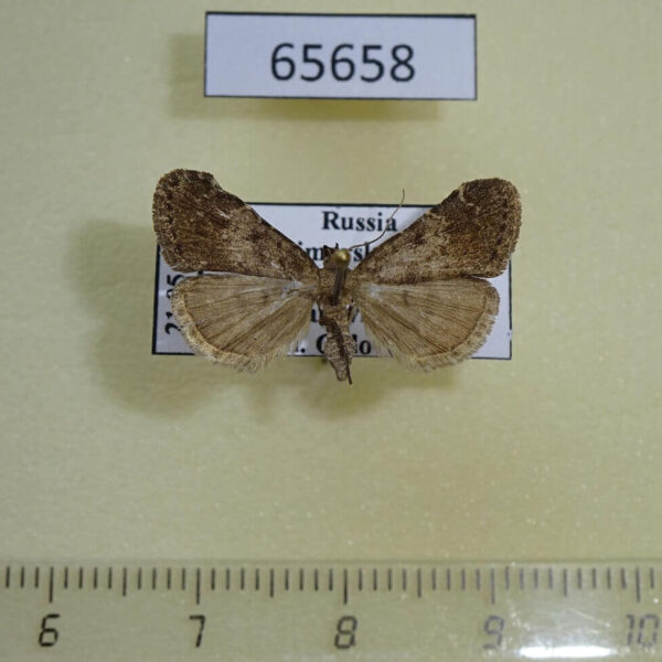 Noctuidae Hydrillodes morosa Primorye