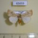 65659p Lymantridae Tamsita habrotima Uganda $6