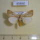 65660p Lymantridae Tamsita habrotima Uganda $6
