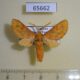 65662p Arctiidae Rhipidarctia pareclecta Uganda $13