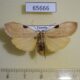65666p Arctiidae Archithosia sp. costimacula Uganda $10