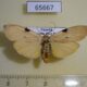 65667p Arctiidae Archithosia sp. costimacula Uganda $10