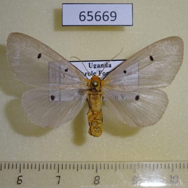 Noctuidae Soloe fumipennis f Uganda