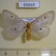 65669p Noctuidae Soloe fumipennis f Uganda $15