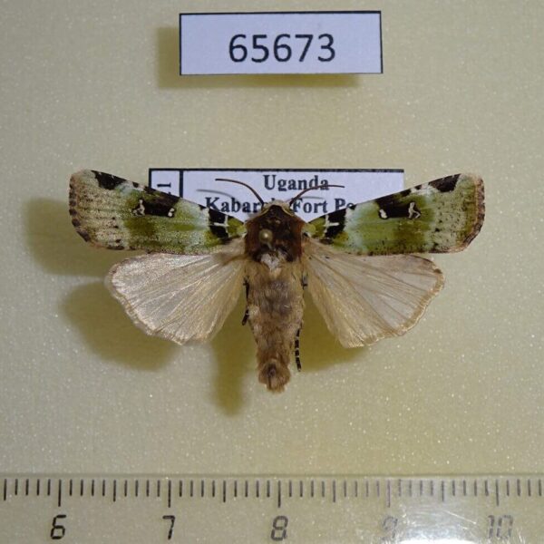 Noctuidae Mentaxya sp. amatura Uganda