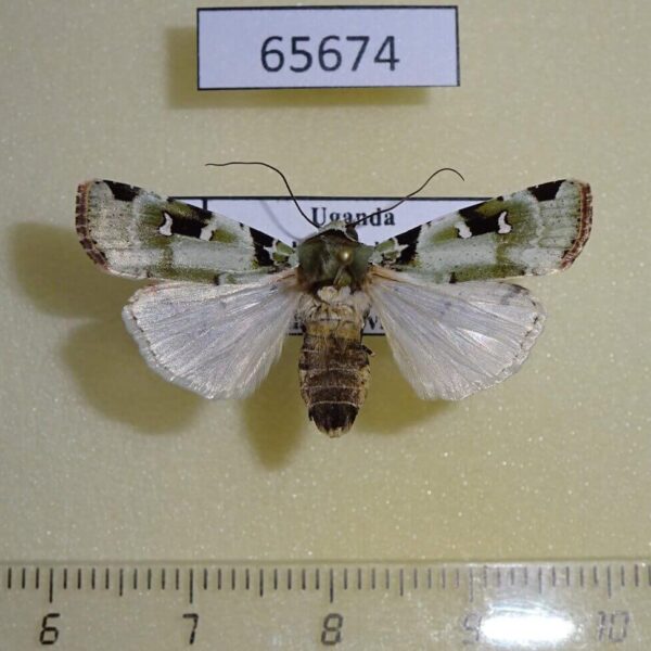 Noctuidae Mentaxya sp. strictirena Uganda
