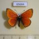 65684p Lycaenidae Heodes virgaureae Tyva rep. $4