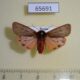 65691p Arctiidae Phragmatobia amurensis Primorye $4