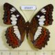 65697p Nymphalidae Moduza procris Vietnam $8