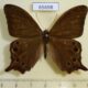 65698p Nymphalidae Lethe kansa Vietnam $8