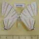 65700p Uraniidae Urapteroides astheniata Vietnam $9
