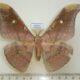65702p Saturniidae Antheraea frithi tonkinensis Vietnam $10