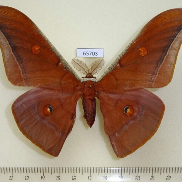 Saturniidae Antheraea assamensis Vietnam