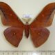 65703p Saturniidae Antheraea assamensis Vietnam $18