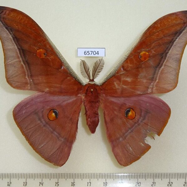 Saturniidae Antheraea assamensis Vietnam