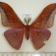 65704p Saturniidae Antheraea assamensis Vietnam $9