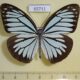 65711p Pieridae Pareronia valeria Vietnam $10