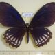 65715p Papilionidae Chilasa clytia Vietnam $40