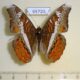 65720p Nymphalidae Lebadea martha Vietnam $3