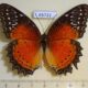 65722p Nymphalidae Cethosia biblis Vietnam $5