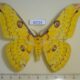 65724p Saturniidae Loepa diffundata Vietnam $8