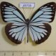 65728p Pieridae Pareronia valeria Vietnam $6