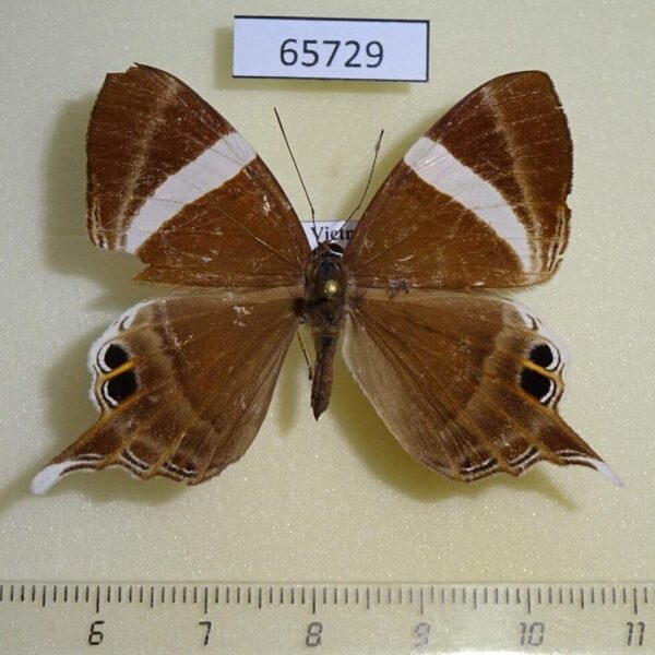 Riodinidae Archigenes neophron Vietnam