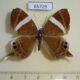 65729p Riodinidae Archigenes neophron Vietnam $4