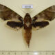 65739p Sphingidae Cechenena helops f Vietnam $20