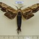 65741p Notodontiidae Dudusa sphingiformis Vietnam $12