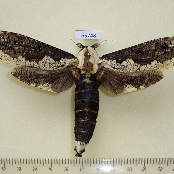 Cossidae Xyleutes persona Vietnam