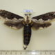 65748p Cossidae Xyleutes persona Vietnam $18