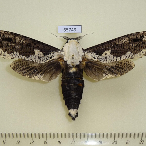 Cossidae Xyleutes persona Vietnam