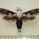 65749p Cossidae Xyleutes persona Vietnam $20