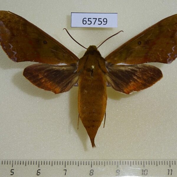 Sphingidae Rhagastis olivacea f Vietnam