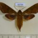 65759p Sphingidae Rhagastis olivacea f Vietnam $15