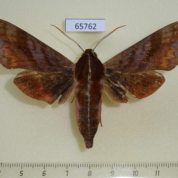 Sphingidae Ampelophaga khasiana Vietnam
