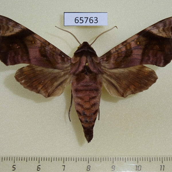 Sphingidae Acosmeryx anceus Vietnam