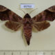 65763p Sphingidae Acosmeryx anceus Vietnam $7