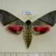 65765p Sphingidae Callambulyx rubricosa Vietnam $25