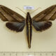 65769p Sphingidae Elibia dolichus Vietnam $15