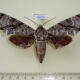 65770p Sphingidae Notonagemia analis analis Vietnam $10