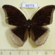 65773p Nymphalidae Cynitia lepidea Vietnam $6