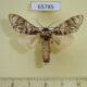 65785p Notodontiidae Suzukiana pallida Vietnam $8